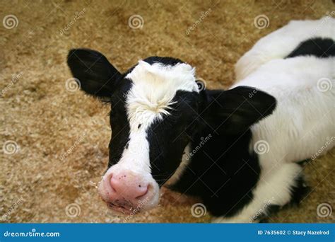 Young holstein calf stock photo. Image of cute, beast - 7635602