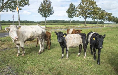 Lakenvelder cow and calf stock image. Image of farm, belted - 78140283