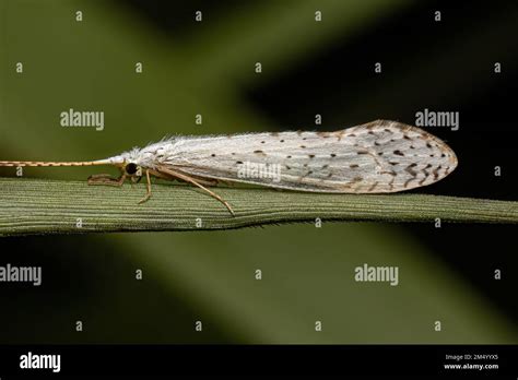 Adult Caddisfly Insect Of The Genus Nectopsyche Stock Photo Alamy