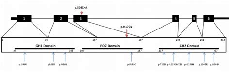 The Two Dimensional Structure Of Gipc And The Localization Of