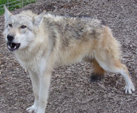 Winter Wolf Syndrome: - Southern Ohio Wolf Sanctuary, Inc. - Wolfdogs