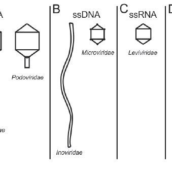 Types of bacteriophages . | Download Scientific Diagram