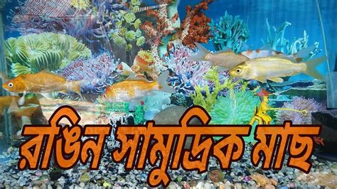 রঙিন সামুদ্রিক মাছ অ্যাকোয়ারিয়াম ফিশ।colorful Sea Fish Aquarium