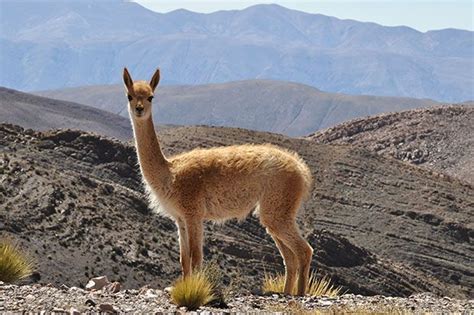 vicuna bichos argentinos fotografias de fauna argentina