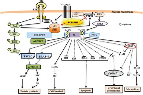 Signaling By Pi3k Akt Mtor Pathway In Cell Gf Growth Factor Rtk