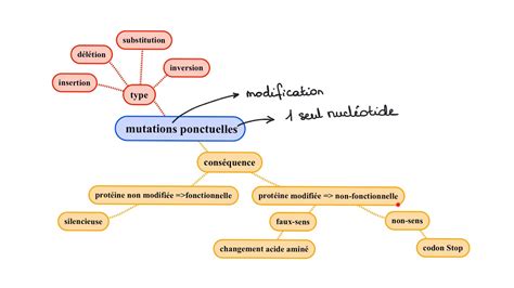 Les Mutations Ponctuelles Bilan P9C3 AR3 YouTube