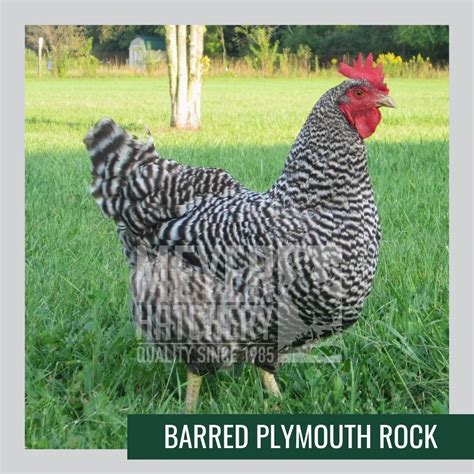 Best Chicken Breeds For Foraging Free Ranging Meyer Hatchery Blog