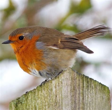 Pin By 利安娜 On Uk 英国大不列颠 In 2022 British Wildlife European Robin Bird