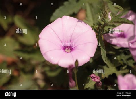 campanilla flower  res stock photography  images alamy