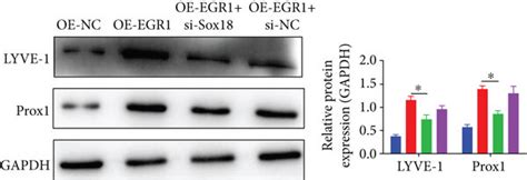 EGR1 Promotes Lymphangiogenesis Via Upregulation Of SOX18 A