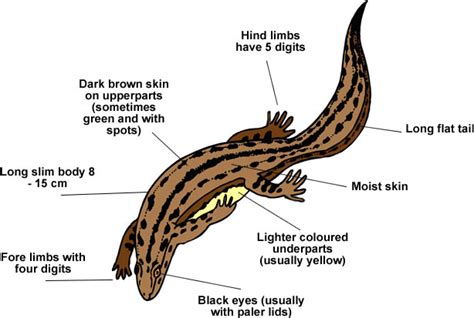 Newt Anatomy - Diagram Of Newts Body