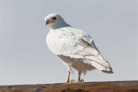 The Ghost Hawk A Leucistic Red Tailed Hawk On A Power Pole Flickr