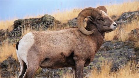 Trophy Hunting Stunting The Horns Of Bighorn Sheep Study Finds