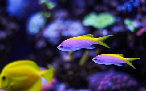 Anthias Evans Images Stock Photos D Objects Vectors Shutterstock