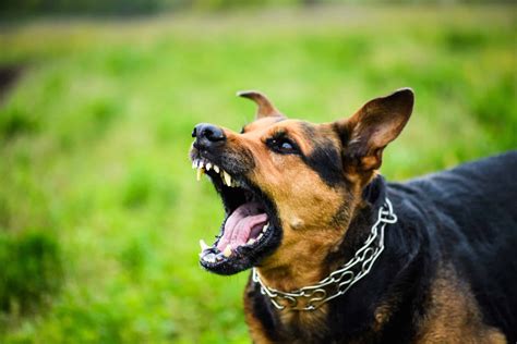 Everything You Need to Know About Sound Activated Barking Dog Alarm