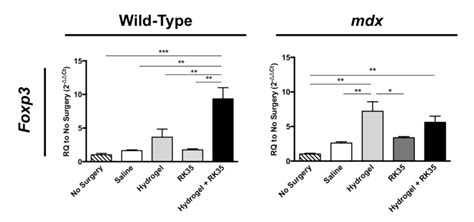 Effects Of HA ECM Hydrogel And Myostatin Inhibitor On Intramuscular