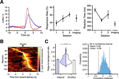 Two Photon Calcium Imaging Of The Medial Prefrontal Cortex And