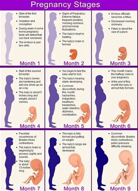 Pregnancy Stages In 9 Months Pregnancy Stages Pregnancy Calendar