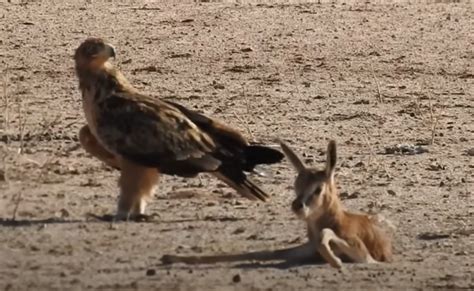 “swift Demise Eagles Aggressive Pecking Takes 1 Day Old Antelopes Life” Boxing Today