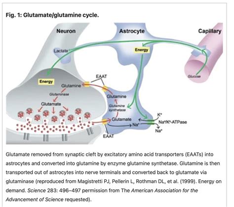 Glutamate: Synthesis, transport, and supplement interactions