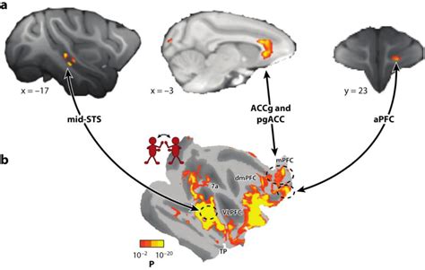 Figure 1 From Neural Mechanisms Of Social Cognition In Primates