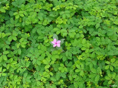 O que é uma erva daninha de jardim e o que não é Noticias De Jardim