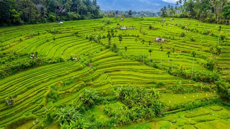 Ubud, Bali: A Paradise of Culture - YouLoveTrip