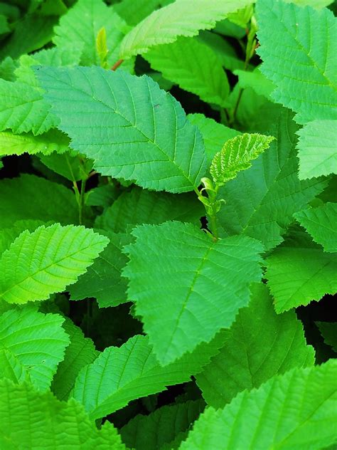 - Speckled Alder (Tag Alder) #FSA1A