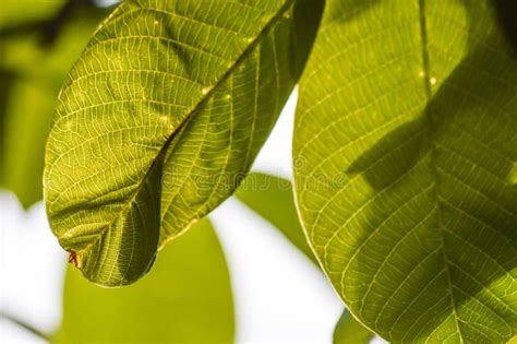 Green Walnut Tree Leaves Backlit Stock Photo - Image of macro, brightly ...