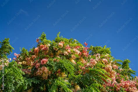 Rainbow With Cassia Nealiae Ainbow Shower Tree Is A Hybrid Cross