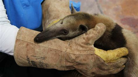 Autoridades Rescatan A Dos Osos Hormigueros En Menos De 24 Horas