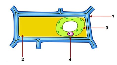 The diagram given below represents a plant cell after being placed in a strong sugar solution ...