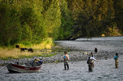 A close look: Bears fish for salmon on the Kenai River - Anchorage ...