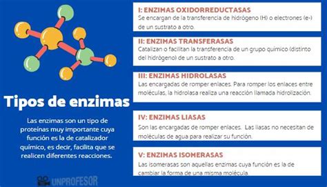 Los Diferentes Tipos De Enzimas Que Hay Resumen V Deo