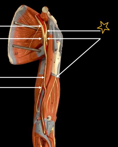 Upper Limb Neurovasculature Flashcards Quizlet