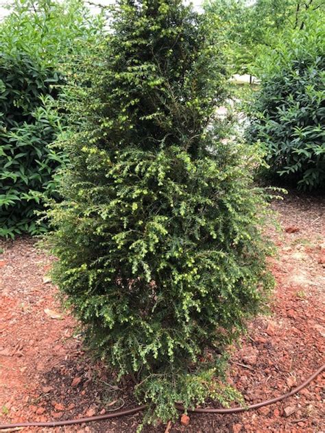 Tsuga canadensis (Canada hemlock, Canadian Hemlock, Eastern Hemlock ...