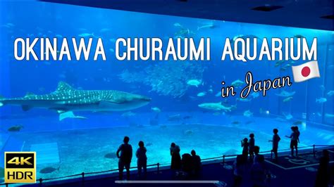 4K Okinawa Churaumi Aquarium Largest Aquarium In Japan YouTube