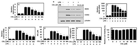 Ijms Free Full Text Protective Effects Of Cirsilineol Against