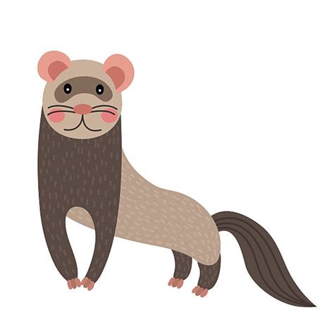 Ferret Clipart Illustrations Royalty Free Vector Graphics And Clip Art