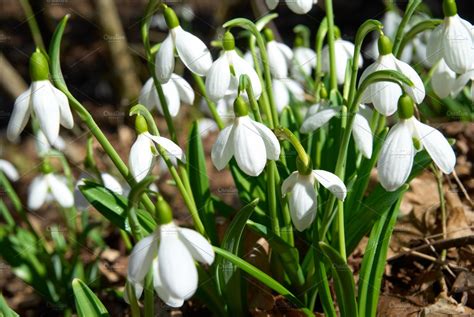 Spring snowdrop flowers | High-Quality Nature Stock Photos ~ Creative ...