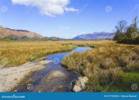 clear shallow stream meanders   bed  reeds stock photo