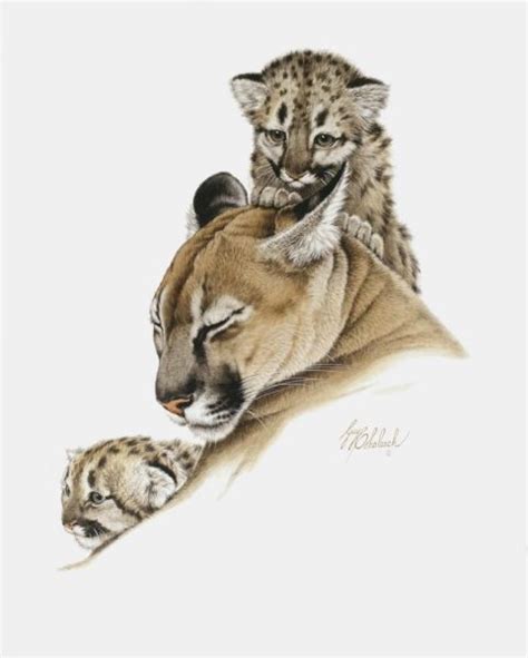 Cougar And Cubs 20 X 26 Kandk Wildlife Art Cougar And Cubs