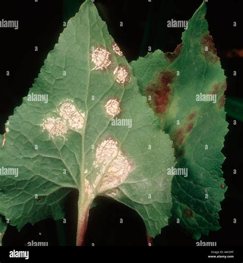 White Blister Rust Albugo Candida On Honesty Lunaria Annua Leaf Stock