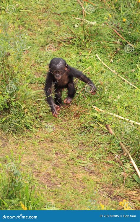 Bonobo Baby Monkey Walking On Two Legs Royalty Free Stock Photo - Image ...