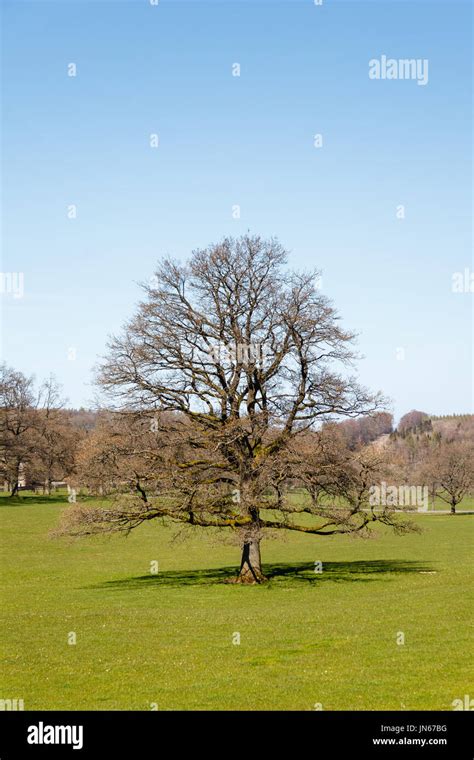 Winter Tree Isolated Tree Without Leaves Pictured In Winterz Stock