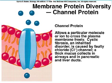 STRUKTUR DAN FUNGSI MEMBRAN PLASMA Biologi Sel 2010