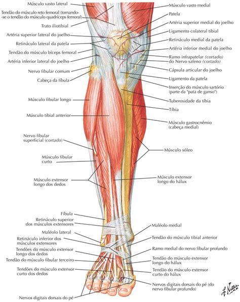 Músculos da perna Anatomia papel e caneta Anatomia muscular