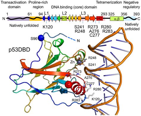 Domain Structure Of Human P53 The Domain Boundaries Follow Joerger And