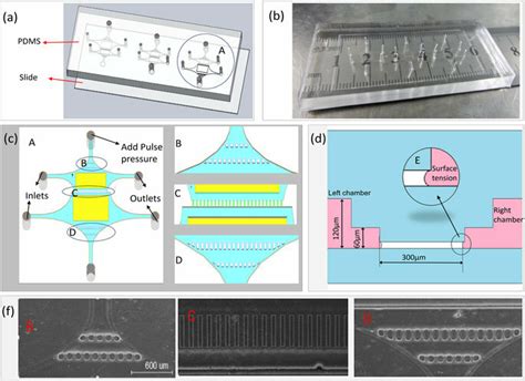 Design Of Microfluidic Co Culture Devices B A Picture Of The