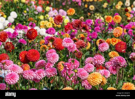 dahlias in the garden Stock Photo - Alamy